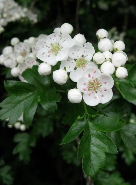 Hawthorn Leaf and Flower ingredient used in PressureCalmX