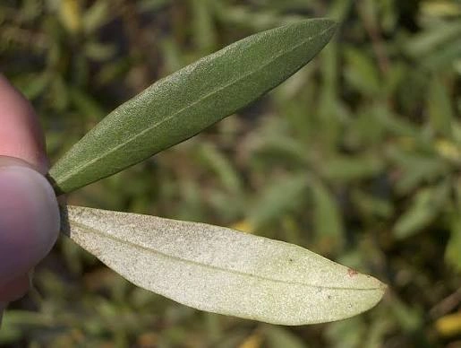 Olive Leaf ingredient used in PressureCalmX