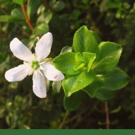 Buchu Leaf ingredient used in PressureCalmX