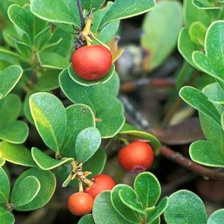Uva Ursi Leaf ingredient used in PressureCalmX