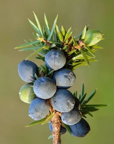 Juniper Berry ingredient used in PressureCalmX